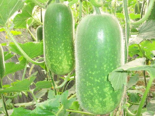 52吃瓜爆料免费吃瓜视频 吃瓜最新事件爆料,免费吃瓜视频，最新事件一网打尽！